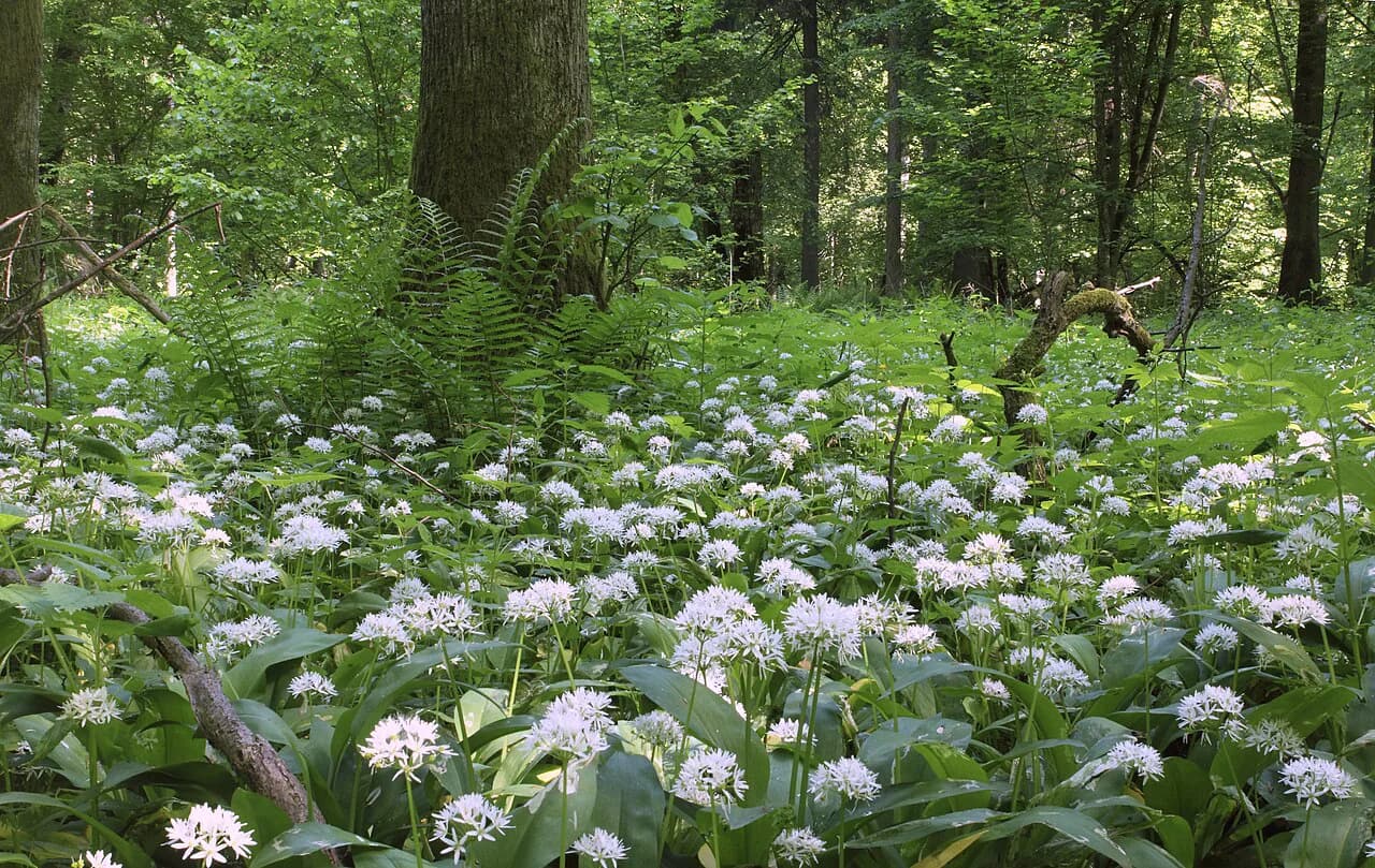 Bialowieza Forest Travel Guide