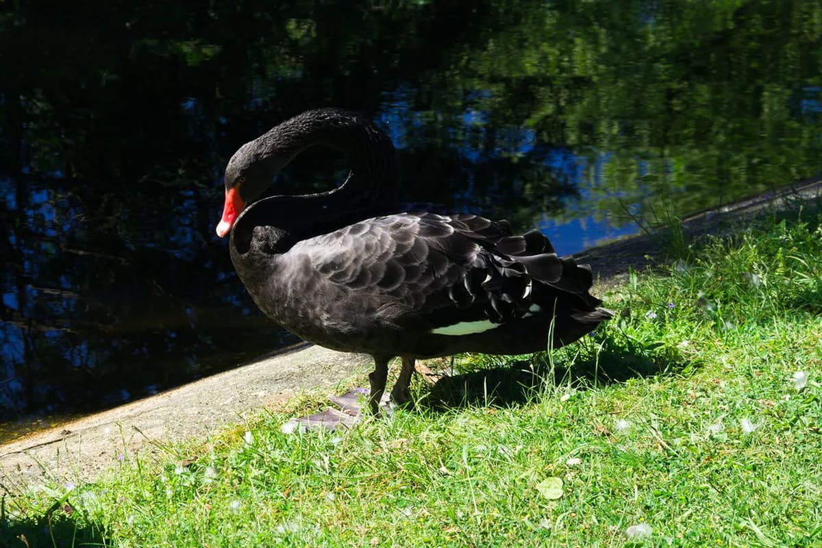 Silesian Park Chorzow: Complete Katowice Visitor Guide