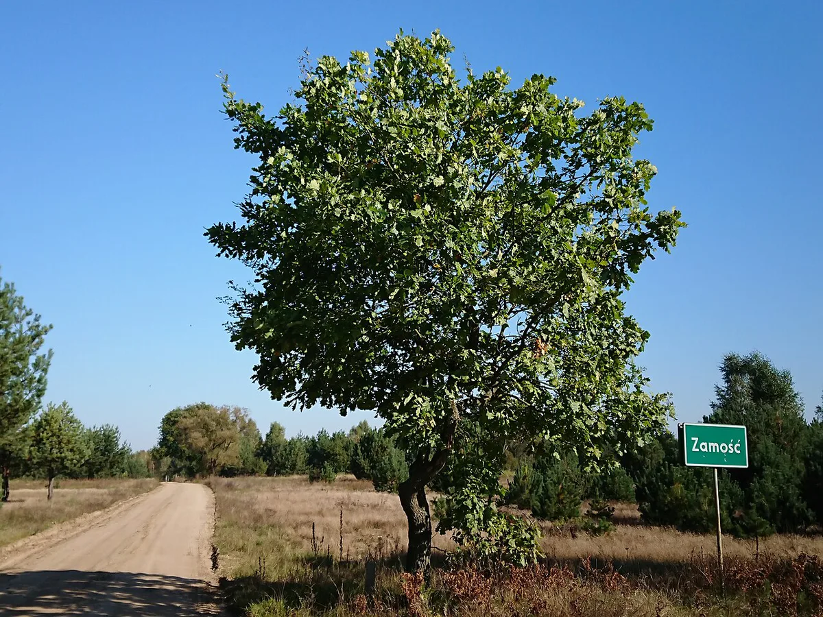 Zamość road sign — 1