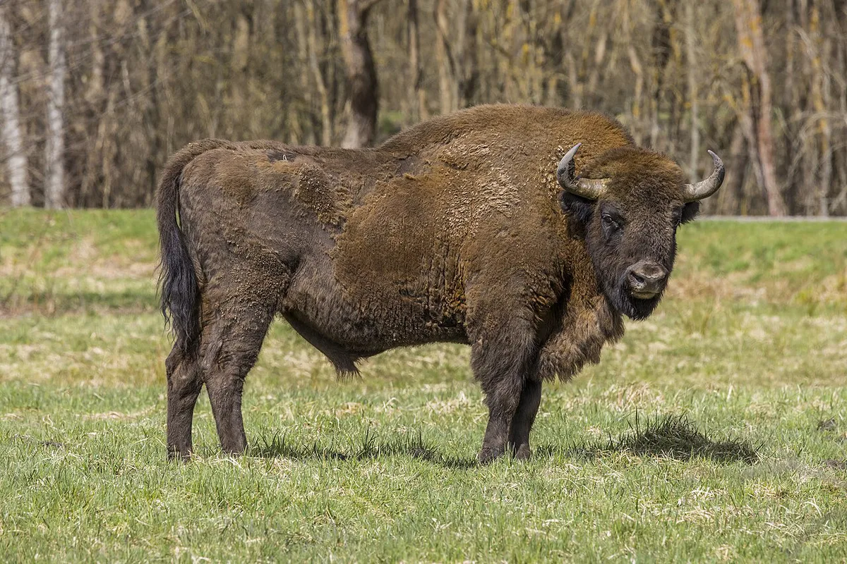 Bialowieza Forest — 2