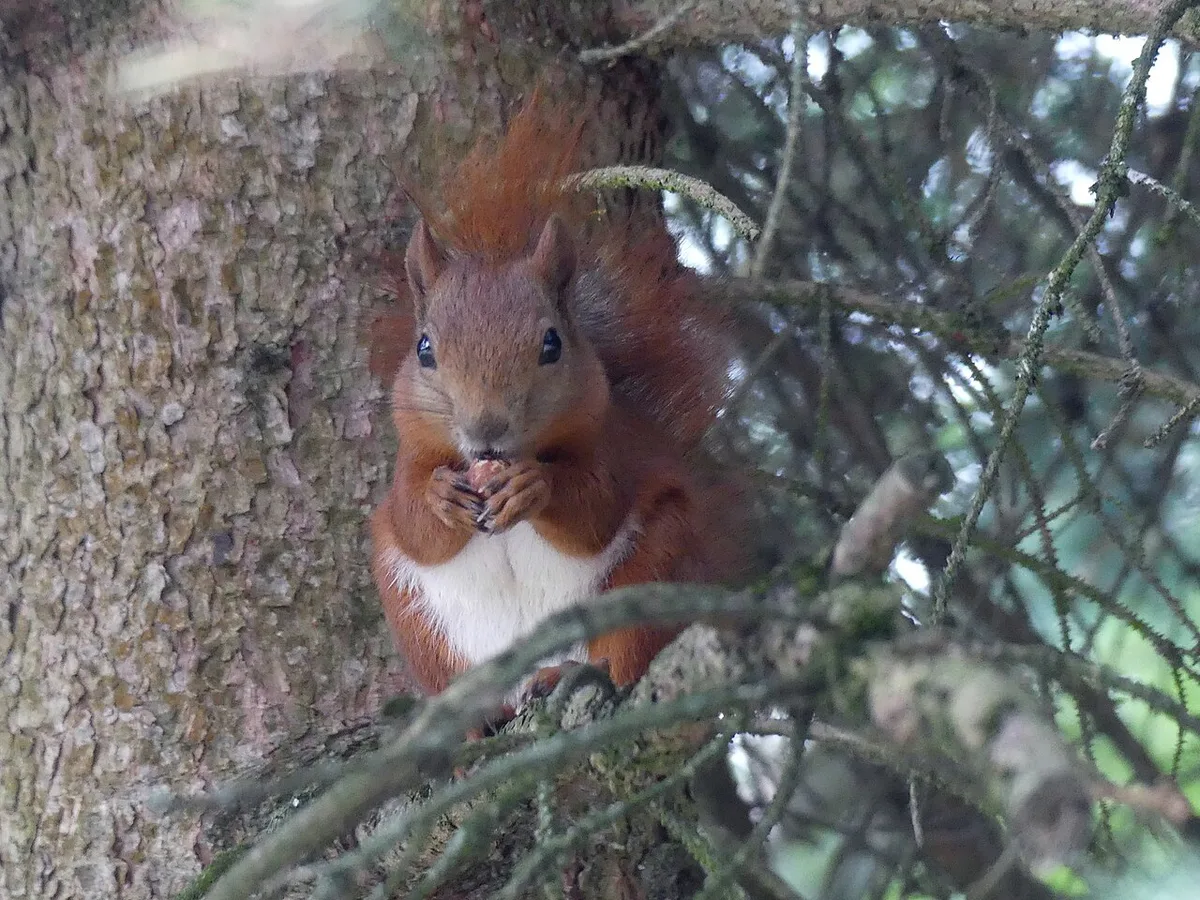 Garden of the Branicki Palace in Białystok squirrel — 1