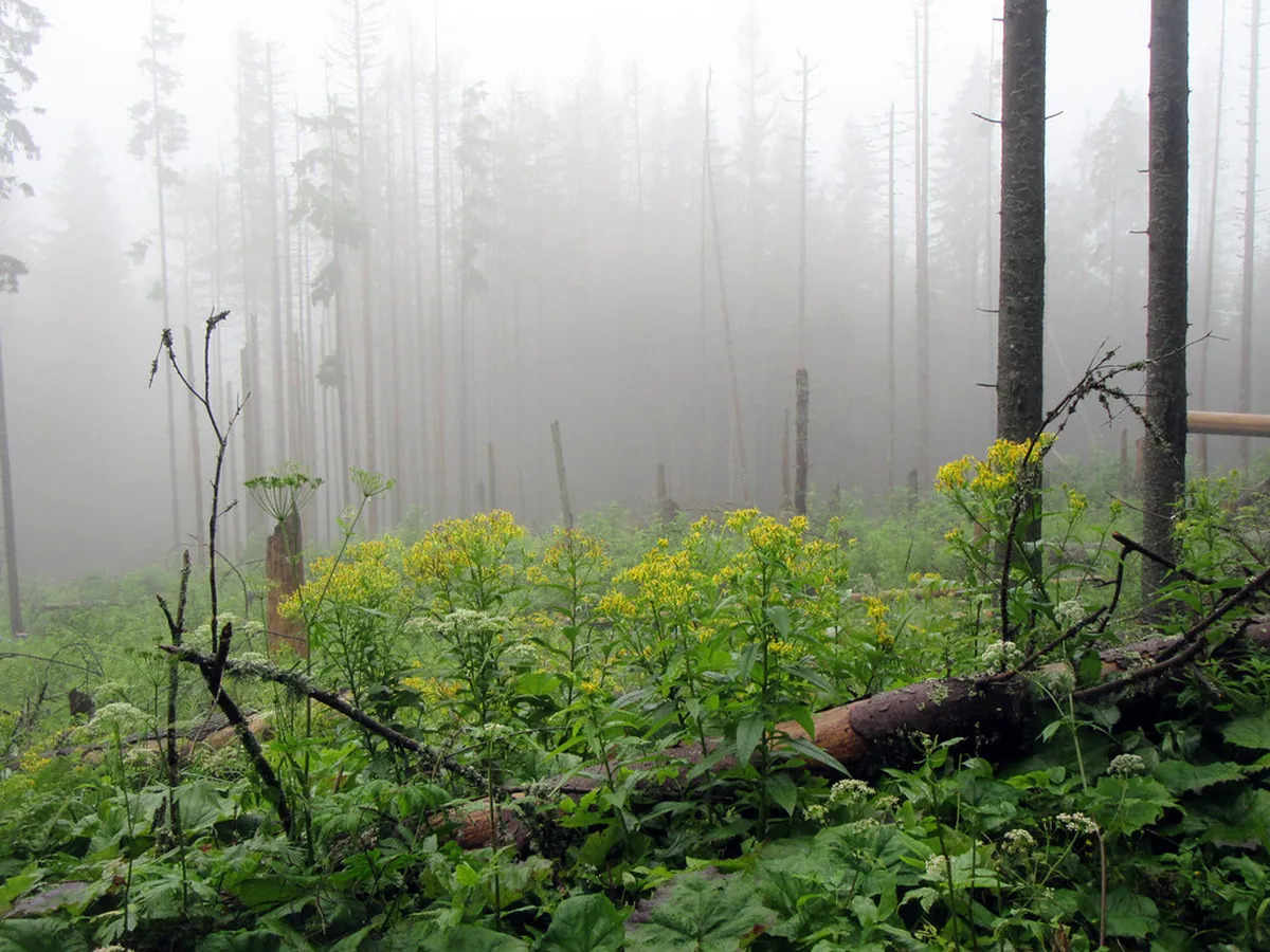 The Morskie Oko Hike: What to Expect on the Trail in zakopane