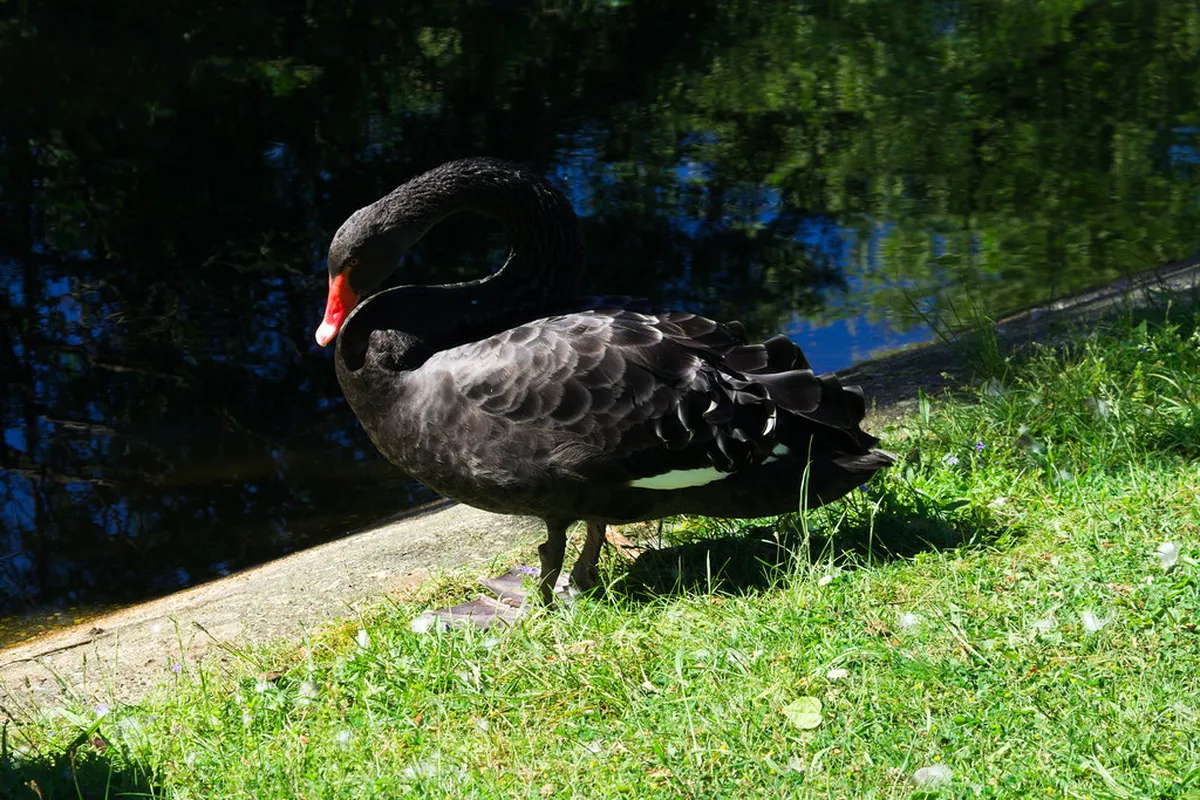 Silesian Park (Park Śląski)
