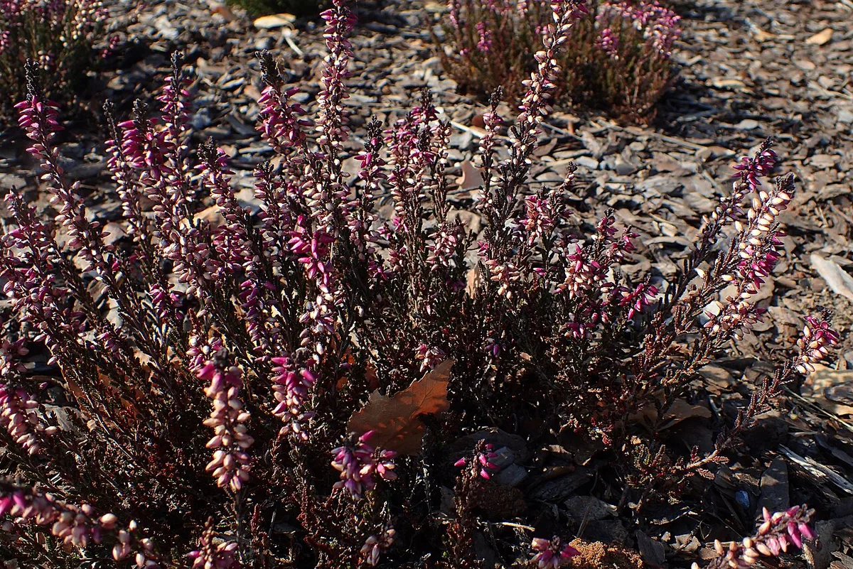 Calluna vulgaris 'Ametyst' kz01 — 1