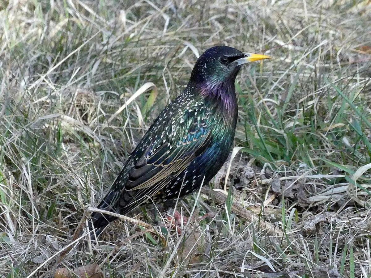 Szpak zwyczajny (Sturnus vulgaris) Zamość — 2